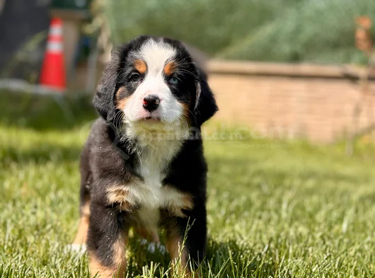 Üç Renkli̇ Güzelli̇k Safkan Bernese Mountain görsel