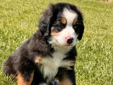 ÜÇ RENKLİ GÜZELLİK SAFKAN BERNESE MOUNTAIN