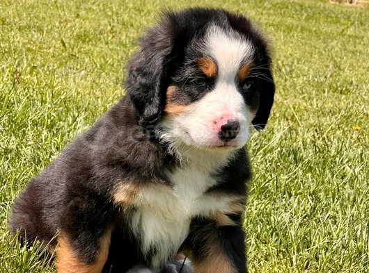 ÜÇ RENKLİ GÜZELLİK SAFKAN BERNESE MOUNTAIN