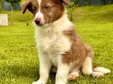Border Collie Yavrular  Red