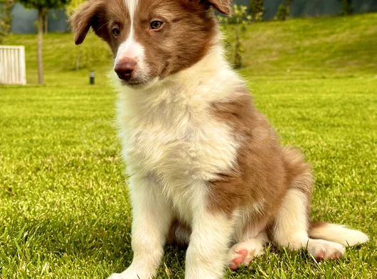 Border Collie Yavrular  Red görsel
