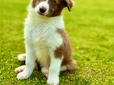 Border Collie Yavrular  Red
