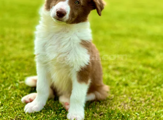 Border Collie Yavrular  Red görsel