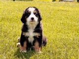 Üç Renkli̇ Güzelli̇k Safkan Bernese Mountain