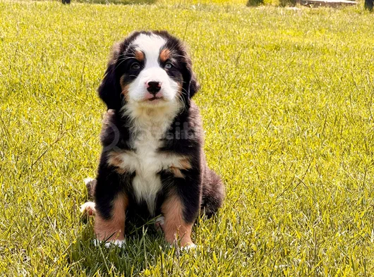 Üç Renkli̇ Güzelli̇k Safkan Bernese Mountain görsel