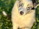 Merle renk CANA YAKIN Border collie YAVRUSU