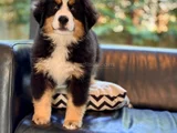 Görkemli̇ Ve Sadik Bernese Mountain Dog Yavrusu
