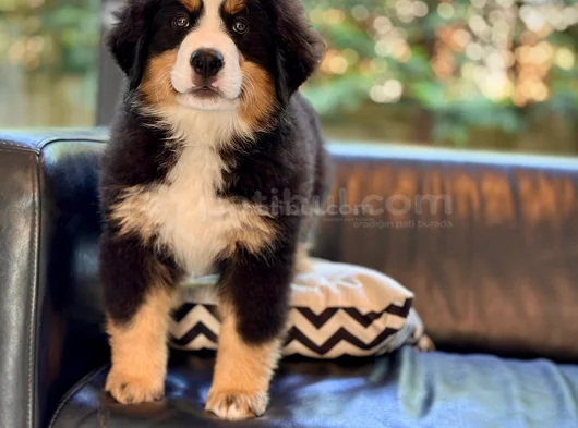Görkemli̇ Ve Sadik Bernese Mountain Dog Yavrusu görsel