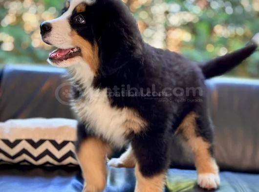 Görkemli̇ Ve Sadik Bernese Mountain Dog Yavrusu görsel