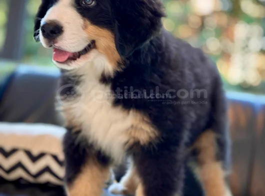 Görkemli̇ Ve Sadik Bernese Mountain Dog Yavrusu görsel