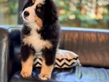 GÖRKEMLİ VE SADIK BERNESE MOUNTAIN DOG YAVRUSU