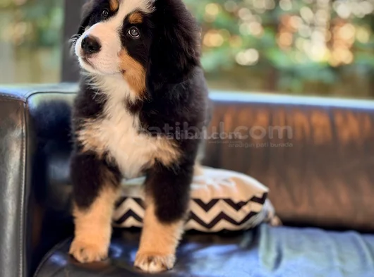 Görkemli̇ Ve Sadik Bernese Mountain Dog Yavrusu
