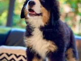 Görkemli̇ Ve Sadik Bernese Mountain Dog Yavrusu
