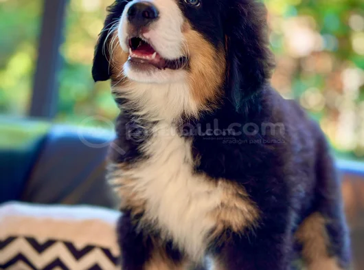 Görkemli̇ Ve Sadik Bernese Mountain Dog Yavrusu görsel