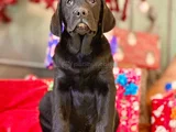 Eğitime Yatkın - Enerjik Labrador Retriever Sağlık Garantili