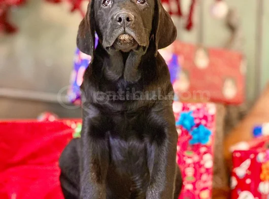 Eğitime Yatkın - Enerjik Labrador Retriever Sağlık Garantili görsel