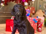 Eğitime Yatkın - Enerjik Labrador Retriever Sağlık Garantili