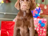 eğitime yatkın - enerjik labrador retriever sağlık garantili