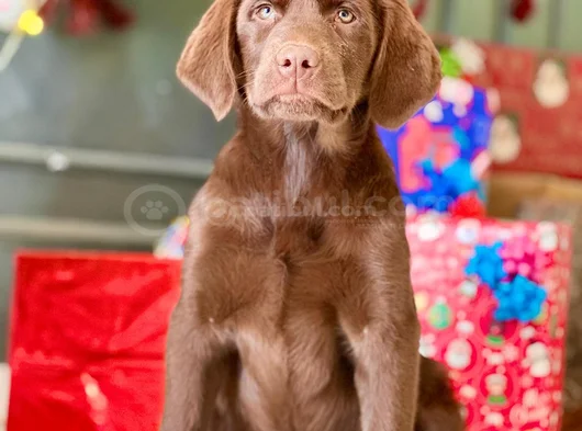 Eğitime Yatkın - Enerjik Labrador Retriever Sağlık Garantili