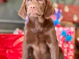 Eğitime Yatkın - Enerjik Labrador Retriever Sağlık Garantili