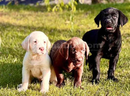 Safkan Ve Sağlıklı Labrador Retriever Yavruları görsel