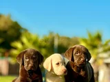 Safkan Ve Sağlıklı Labrador Retriever Yavruları