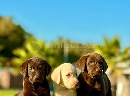 Safkan Ve Sağlıklı Labrador Retriever Yavruları görsel