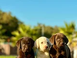 Safkan Ve Sağlıklı Labrador Retriever Yavruları