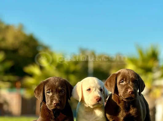 Safkan Ve Sağlıklı Labrador Retriever Yavruları görsel