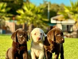safkan ve sağlıklı labrador retriever yavruları