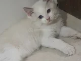 Yavru Erkek Ragdoll