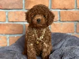 safkan poodle - zerafet ve zekanın buluştuğu nokta