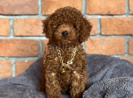 Safkan Poodle - Zerafet Ve Zekanın Buluştuğu Nokta