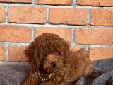 Safkan Poodle - Zerafet Ve Zekanın Buluştuğu Nokta