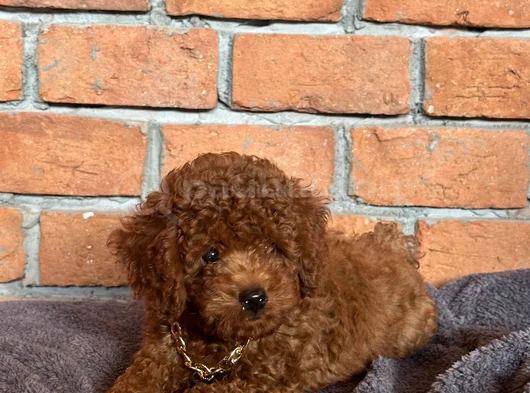 Safkan Poodle - Zerafet Ve Zekanın Buluştuğu Nokta görsel