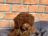 Safkan Poodle - Zerafet Ve Zekanın Buluştuğu Nokta