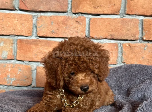 Safkan Poodle - Zerafet Ve Zekanın Buluştuğu Nokta görsel