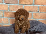 Safkan Poodle - Zerafet Ve Zekanın Buluştuğu Nokta