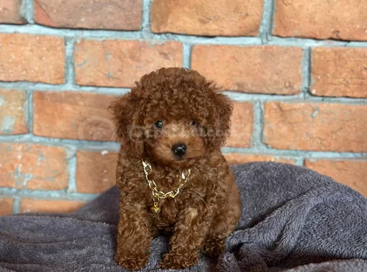 Safkan Poodle - Zerafet Ve Zekanın Buluştuğu Nokta görsel