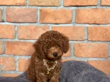 Safkan Poodle - Zerafet Ve Zekanın Buluştuğu Nokta