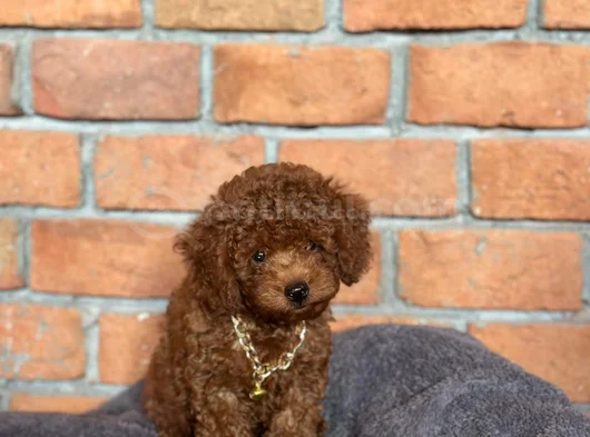 Safkan Poodle - Zerafet Ve Zekanın Buluştuğu Nokta görsel