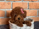 ZARİF VE ZEKİ DOST - POODLE YAVRULARIMIZ SİZLERİ BEKLİYOR