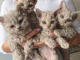 safkan selkirk rex - eşsiz kıvırcık güzellik