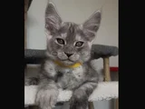 Şampiyon Soy Şecereli Safkan