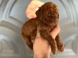 Toy Poddle Yavruları