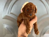 Toy poddle yavruları