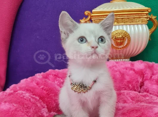 Li̇ngspoi̇nt Bri̇ti̇sh Shorthai̇r Mavi̇ş Gözlü Vc Eği̇ti̇mli̇ görsel
