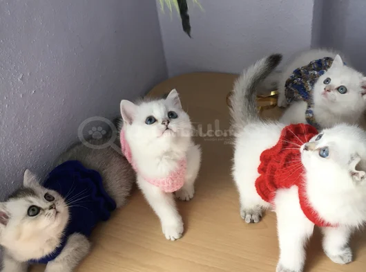 Marshmellow Bebekler görsel