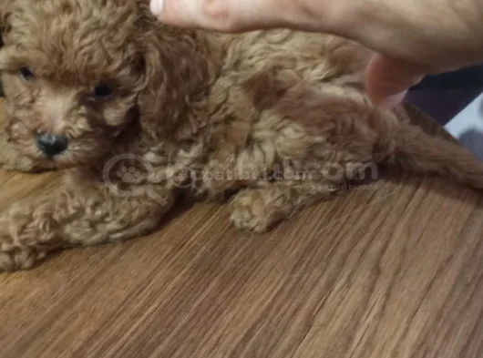 Çok Tatlı Orijinal Toy Poodle Yavrusu görsel
