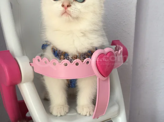 Marshmellow Bebekler görsel